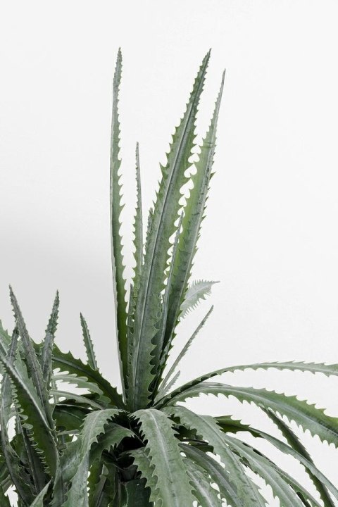 KARE roślina dekoracyjna DRAGON TREE 155 cm