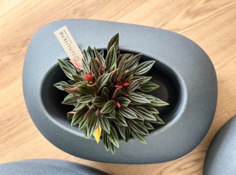 Donica CANOE, nowoczesna, nieregularna forma, niska