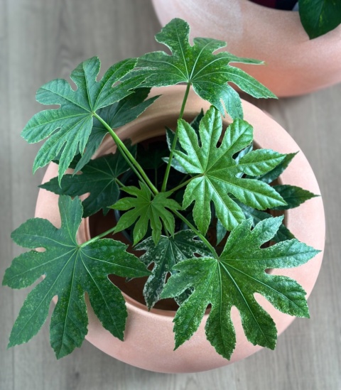 Donica TUBB Bowl, niska, misa, okrągła, nowoczesna