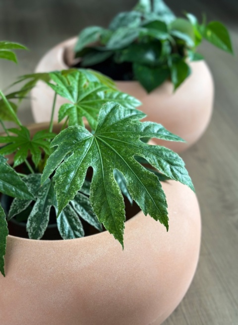 Donica TUBB Bowl, niska, misa, okrągła, nowoczesna